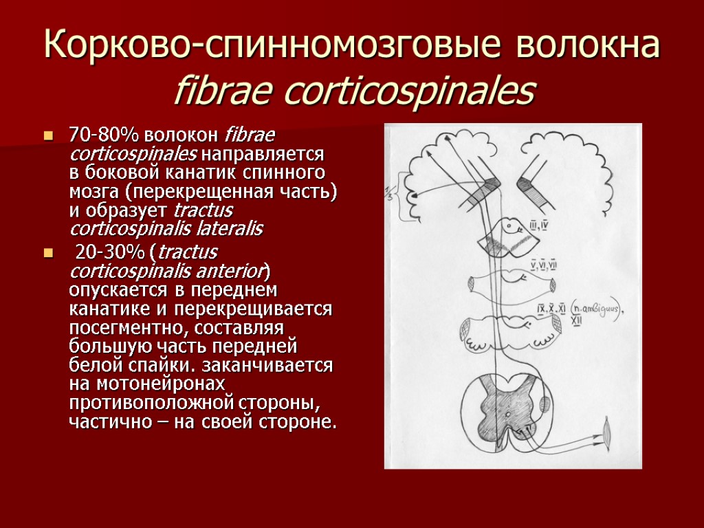 Корково-спинномозговые волокна fibrae corticospinales 70-80% волокон fibrae corticospinales направляется в боковой канатик спинного мозга